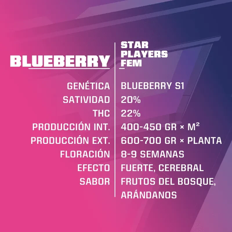 Blueberry fem x4 Bsf1
