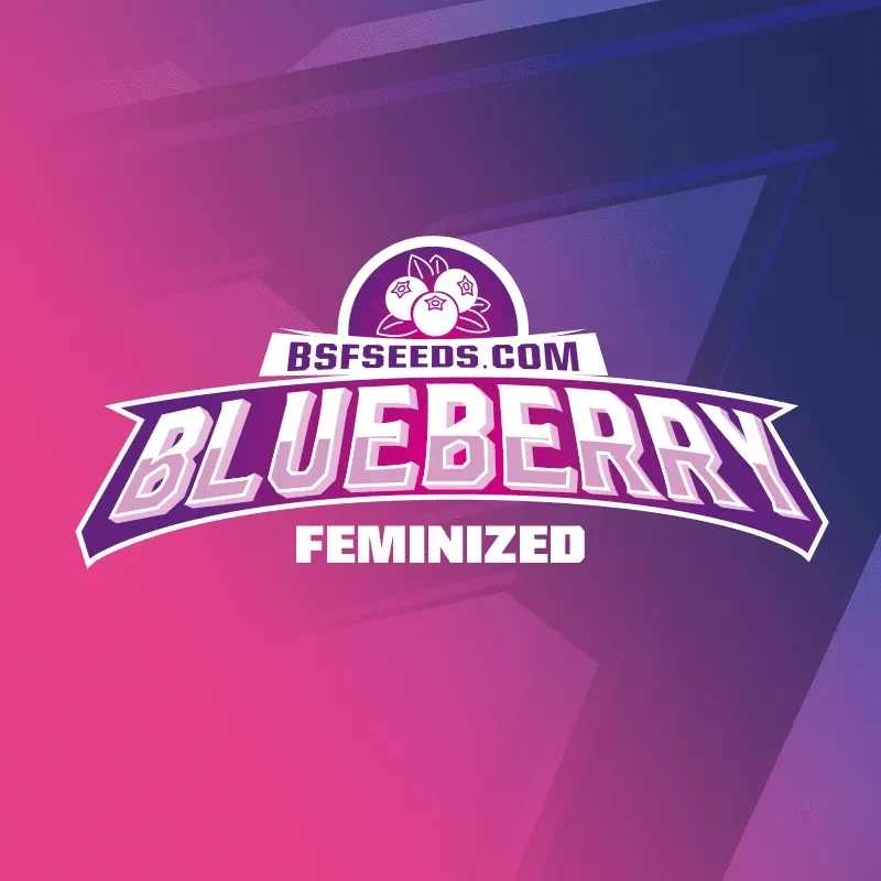 Blueberry fem x4 Bsf2