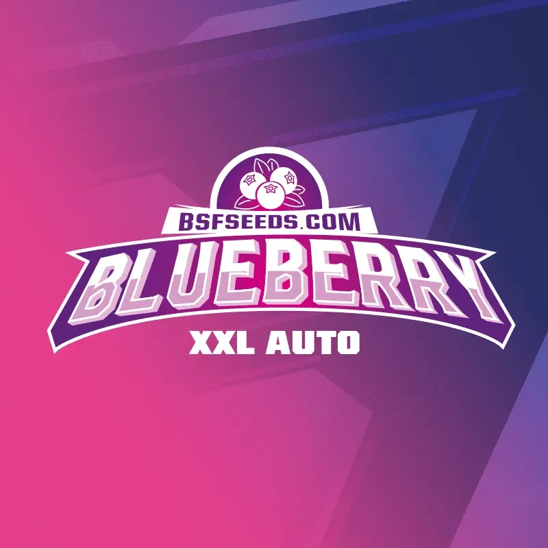 Blueberry auto x4 Bsf1