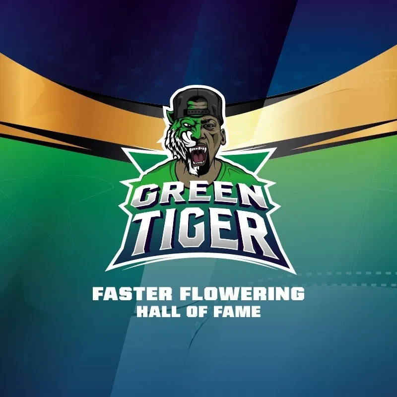 Green tiger fast fem x4 Bsf2