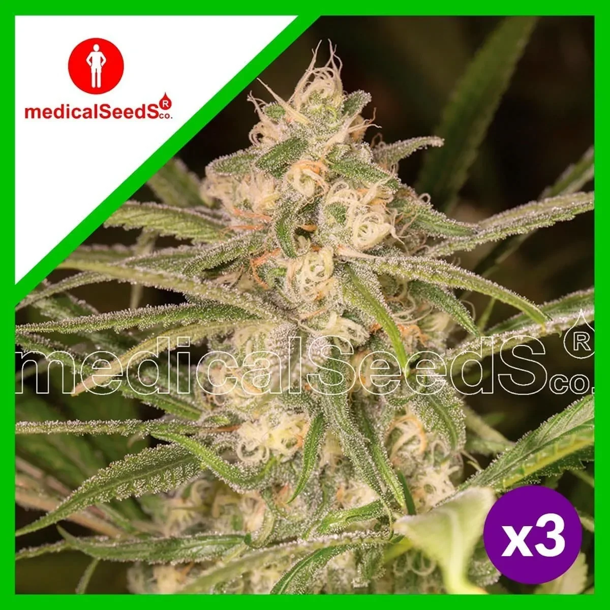 No name auto x3+2 Medical seeds1
