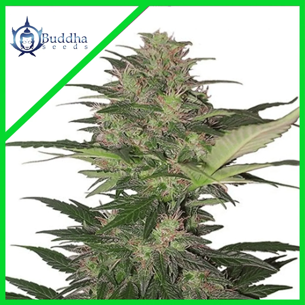 Red dwarf auto x3+1 Buddha seeds1