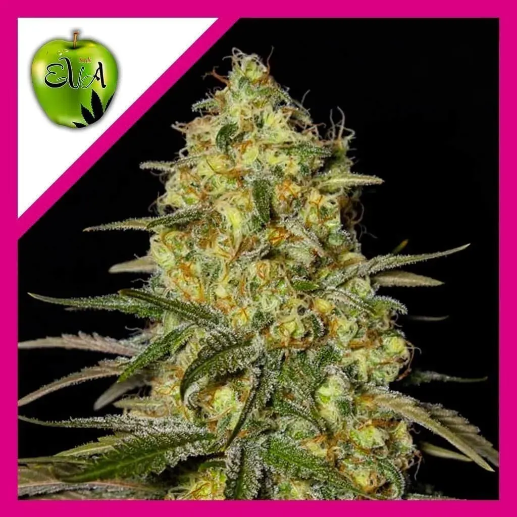 Black dream fem x3+1 Eva seeds1