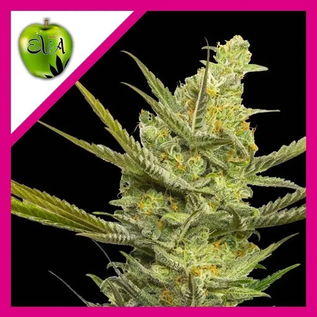 Gipsy haze fem x3+1 Eva seeds1