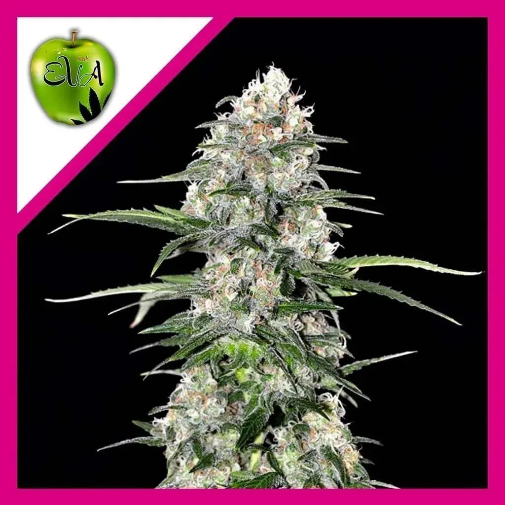 Jamaican dream fem x3+1 Eva seeds1