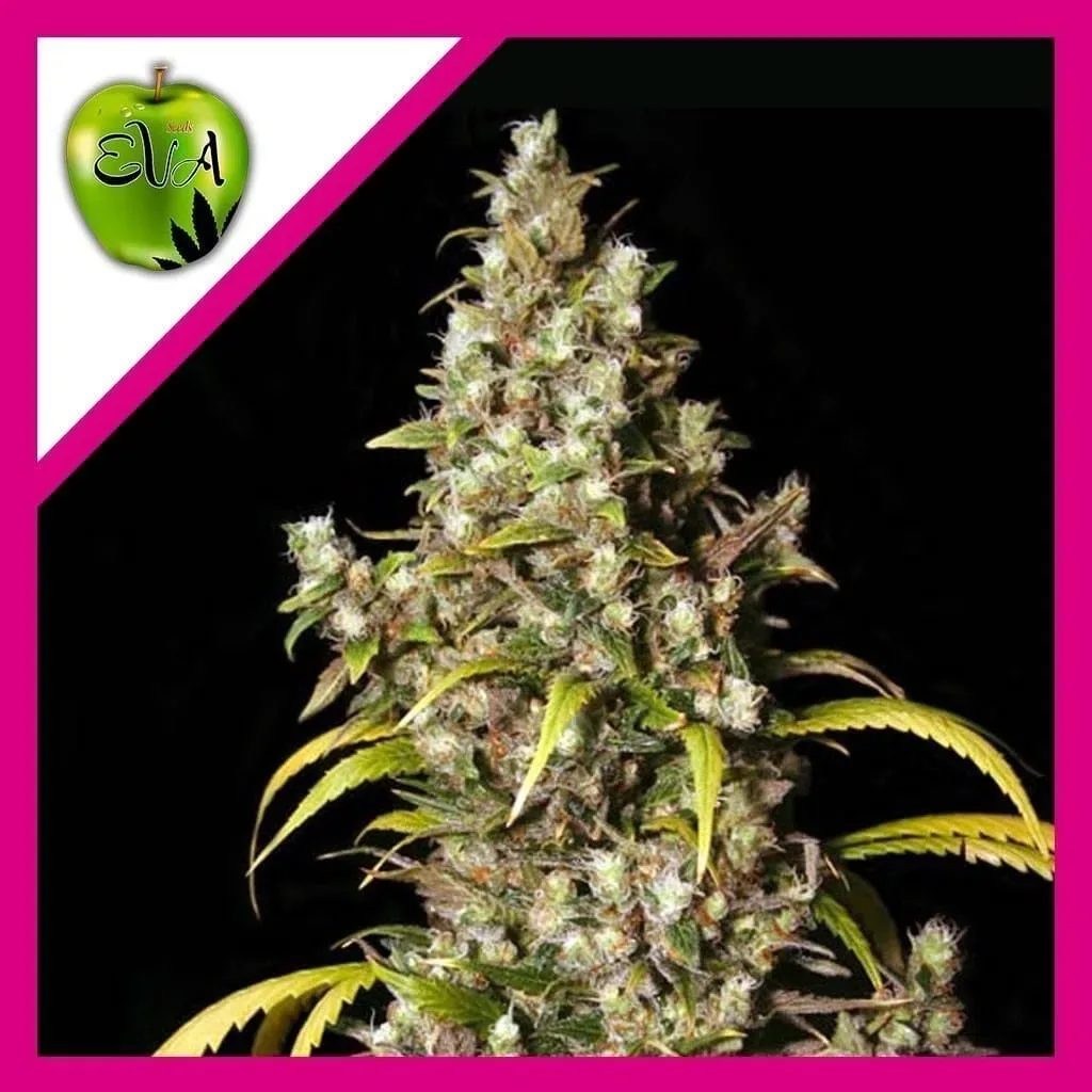 Monster fem x3+1 Eva seeds1