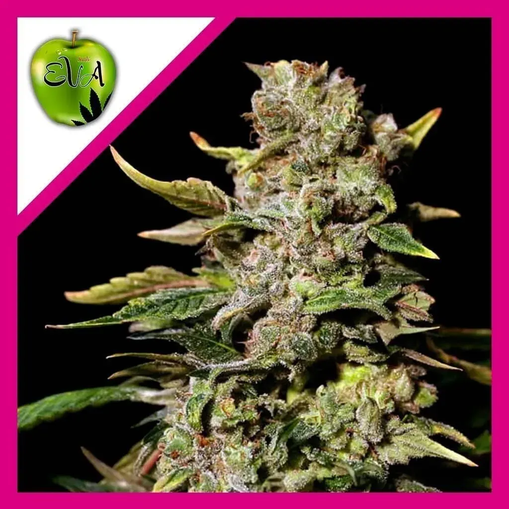 Tnt kush fem x3+1 Eva seeds1