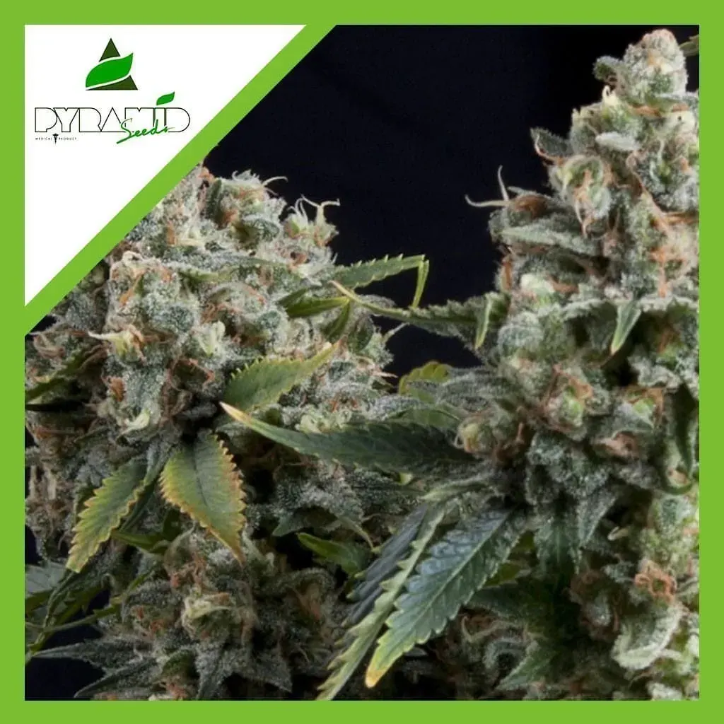 Tutankhamon auto x3+1 Pyramid seeds1