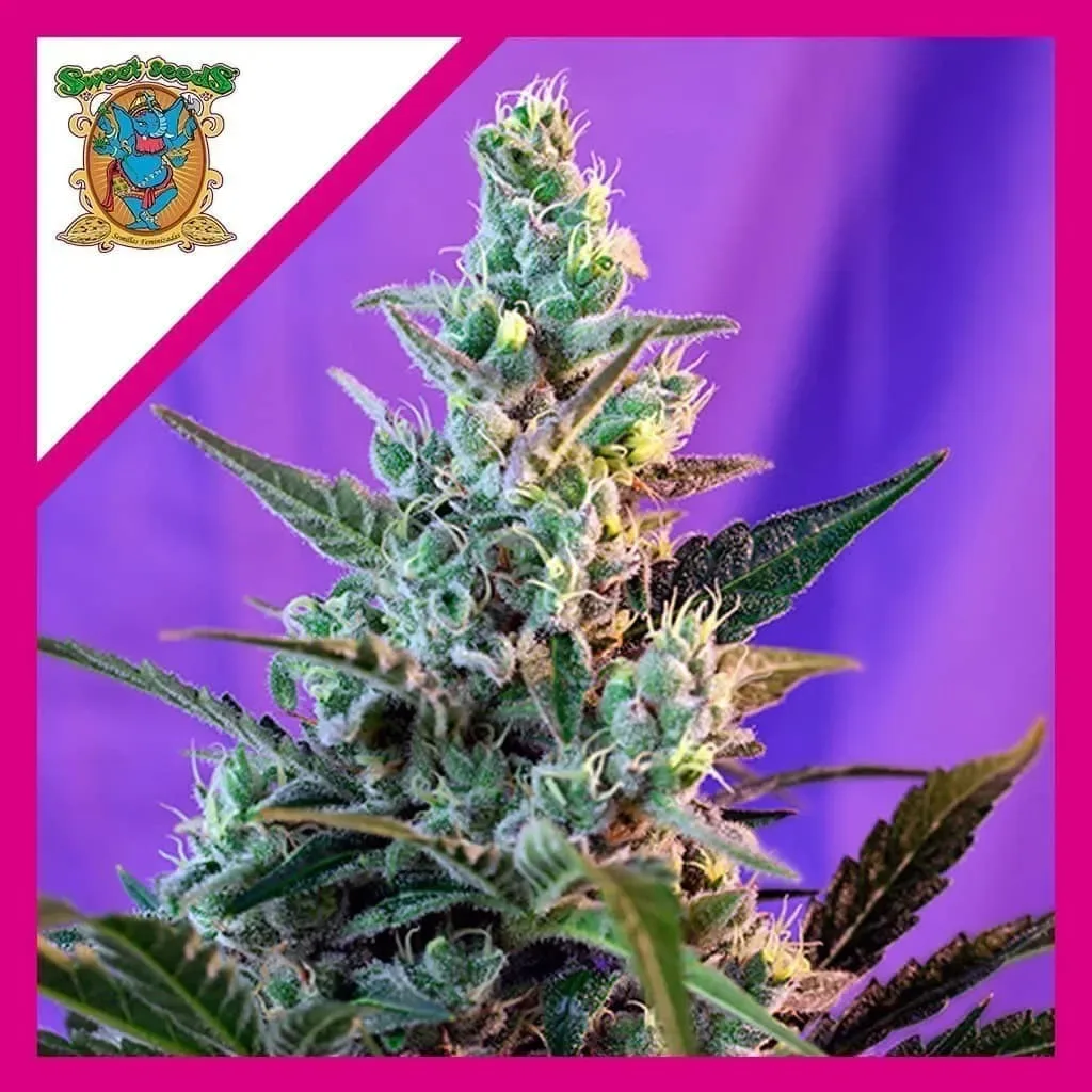 Sweet skunk f1 x3+1 Sweer seeds1