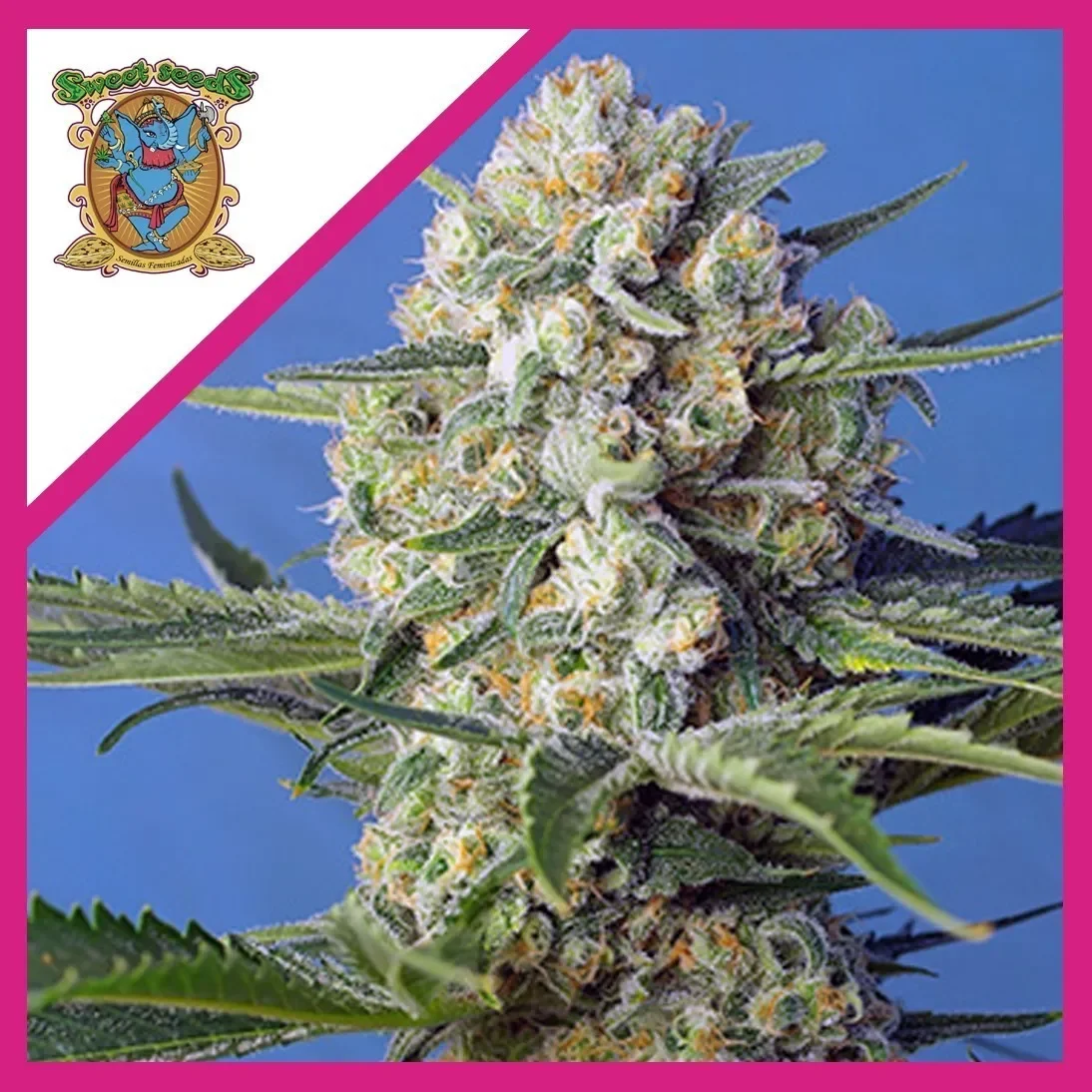 Crystal candy fem x3+1 Sweet seeds1