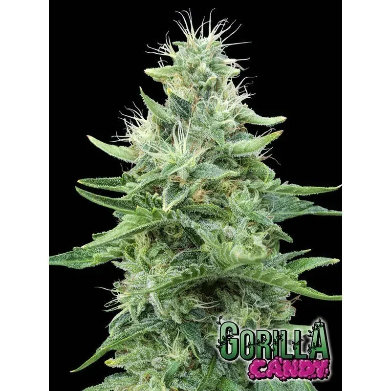 Gorilla candy fem x3+1 Eva seeds1