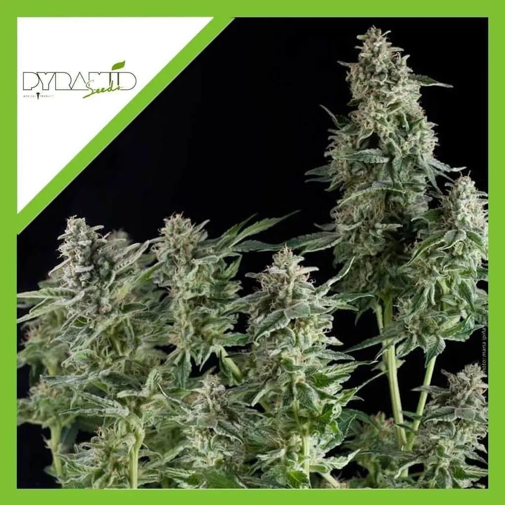 Northen lighs auto x3+1 Pyramid seeds1