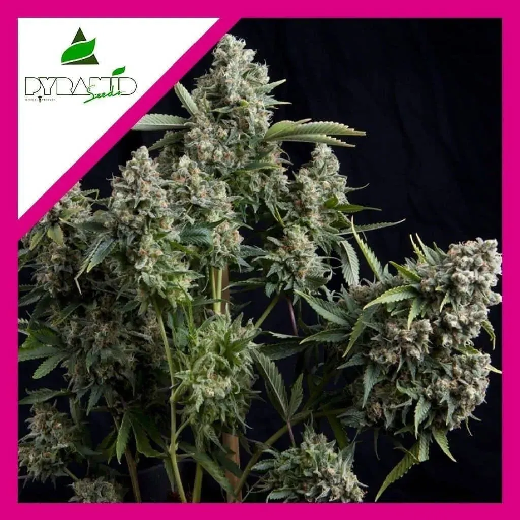 Tutankhamon fem x3+1 Pyramid seeds1