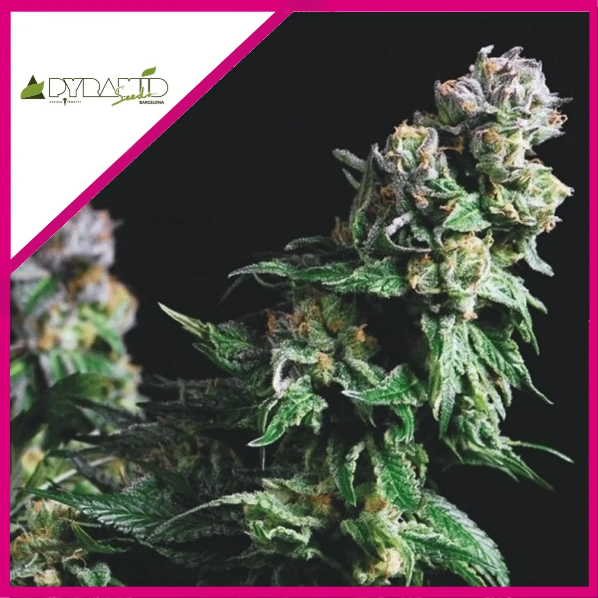 Purple urkle fem x3+1 Pyramid seeds1
