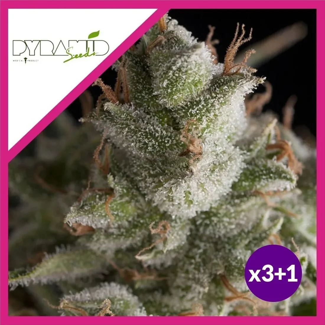 Fresh candy fem x3+1 Pyramid seeds1