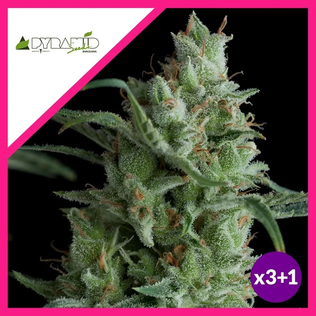 Kryptonite fem x3+1 Pyramid seeds1
