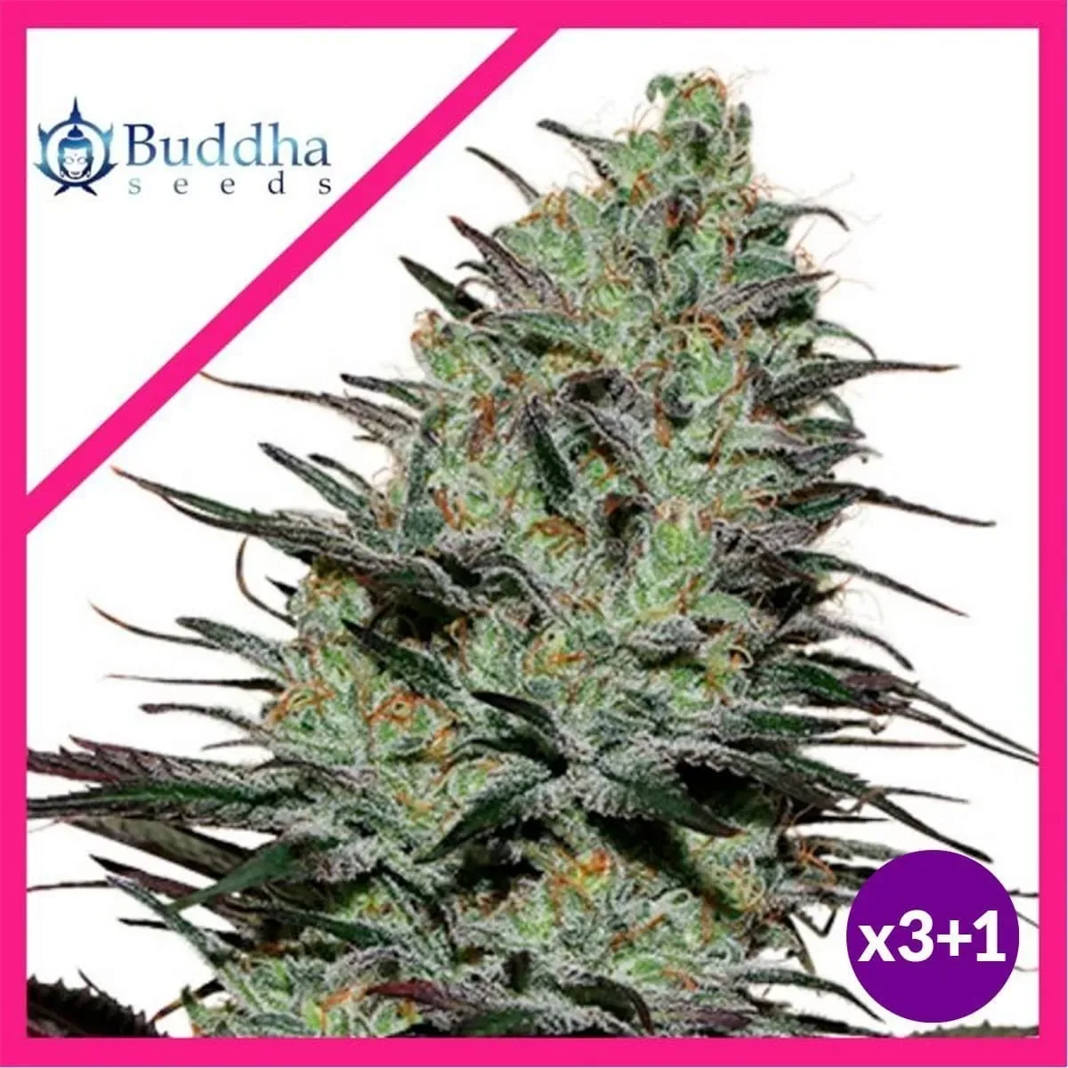 Morpheus fem x3+1 Buddha seeds1