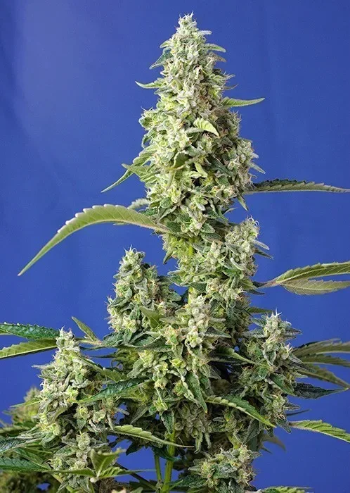 Gorilla girl xl auto x3+1 Sweet seeds1