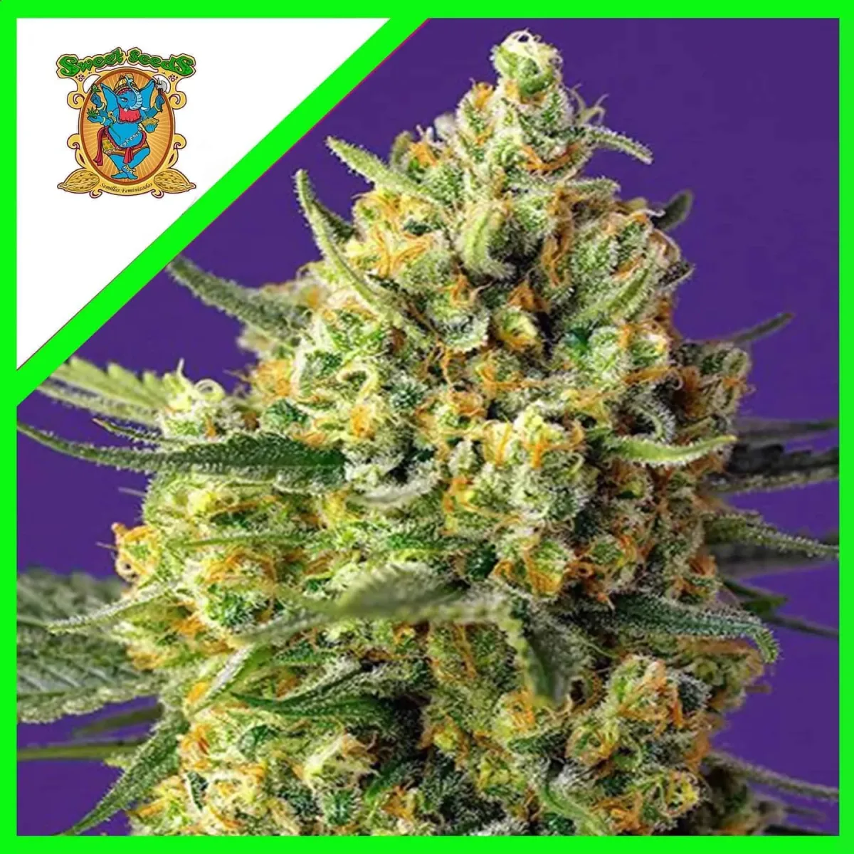Crystal candy xl auto x3+1 Sweet seeds1