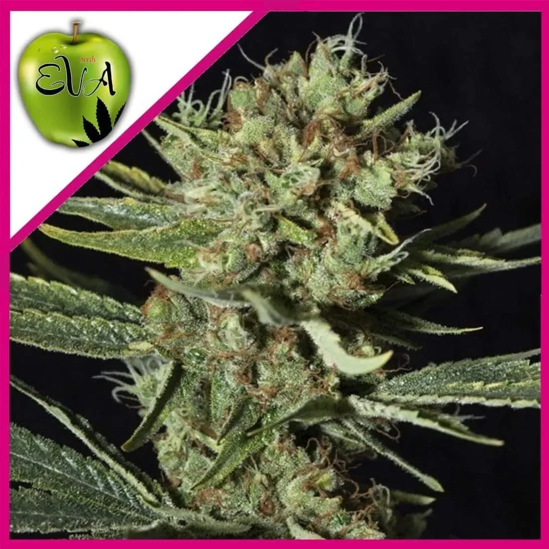 Only cbd fem x3+1 Eva seeds1