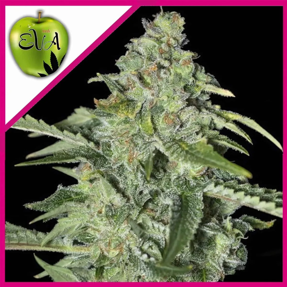 Tnt kush cbd fem x3+1 Eva seeds1