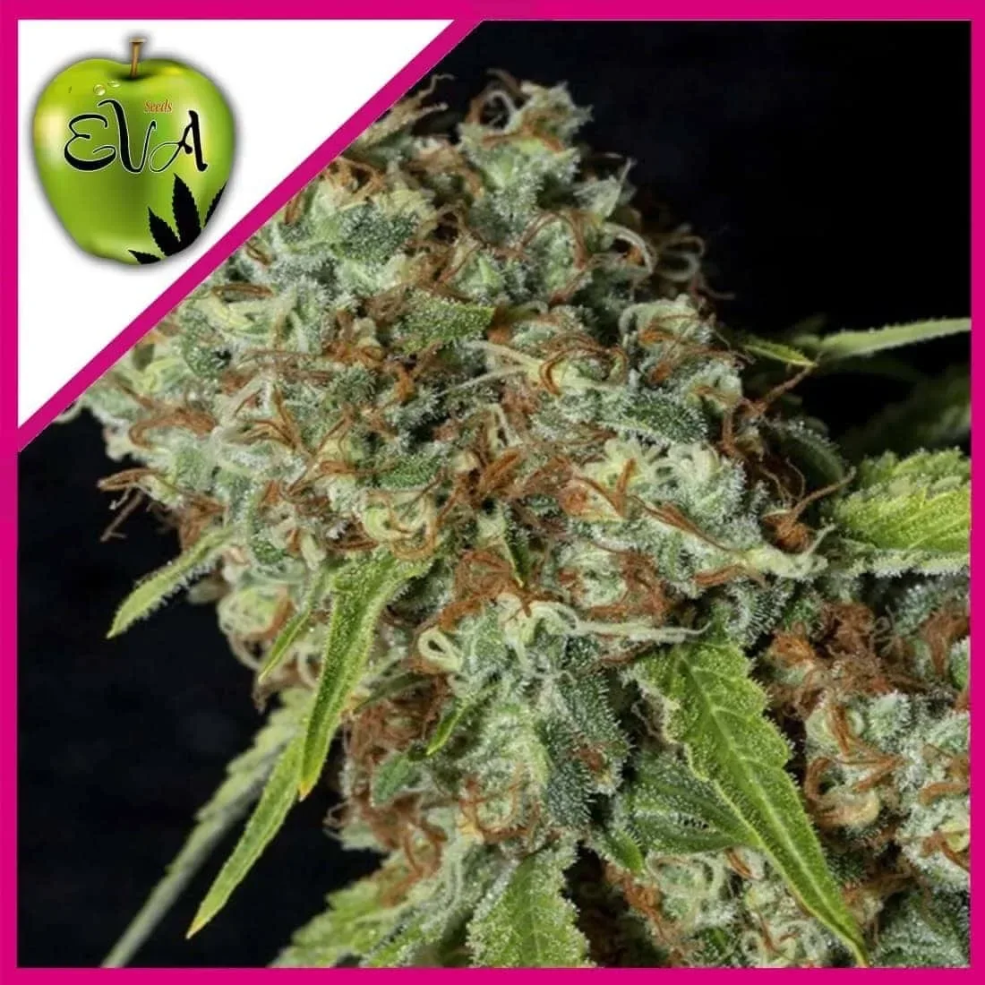 Jamaican dream cbd fem x3+1 Eva seeds1