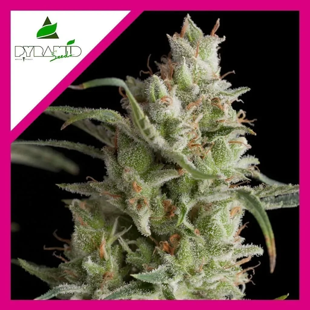 Super og kush fem x3+1 Pyramid seeds1