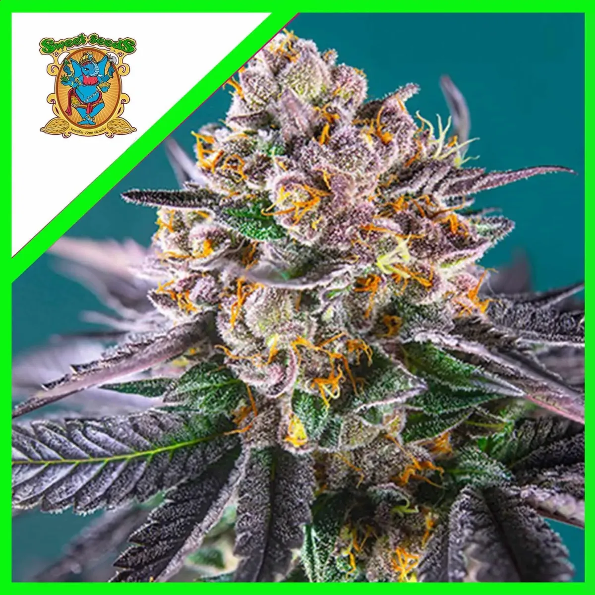 Red gorilla girl xl auto x3+1 Sweet seeds1