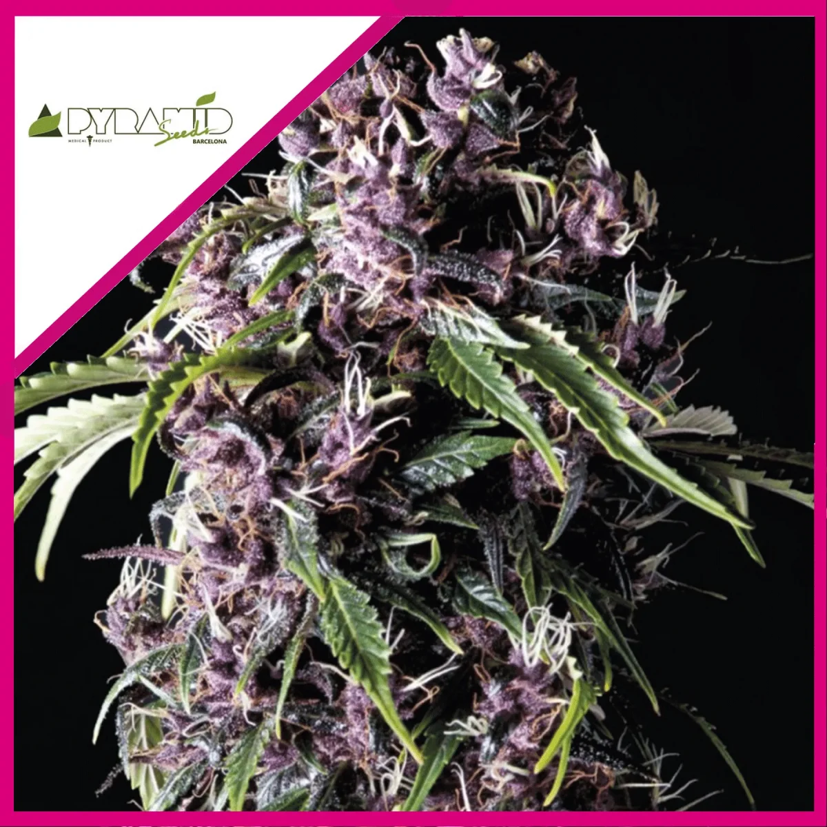 Purple fem x3+1 Pyramid seeds1