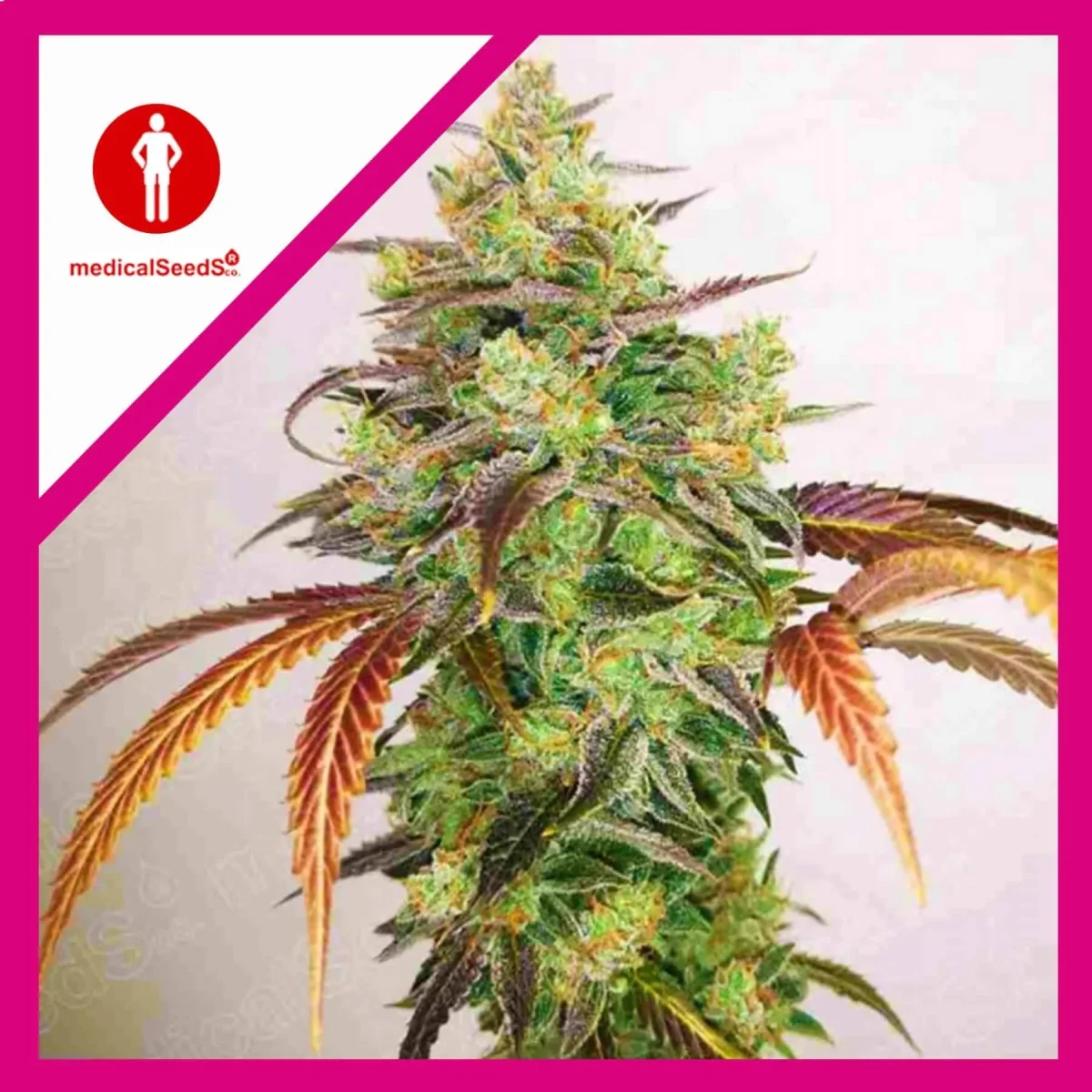 Y griega cbd 2.0 fem x3+2 Medical Seeds1