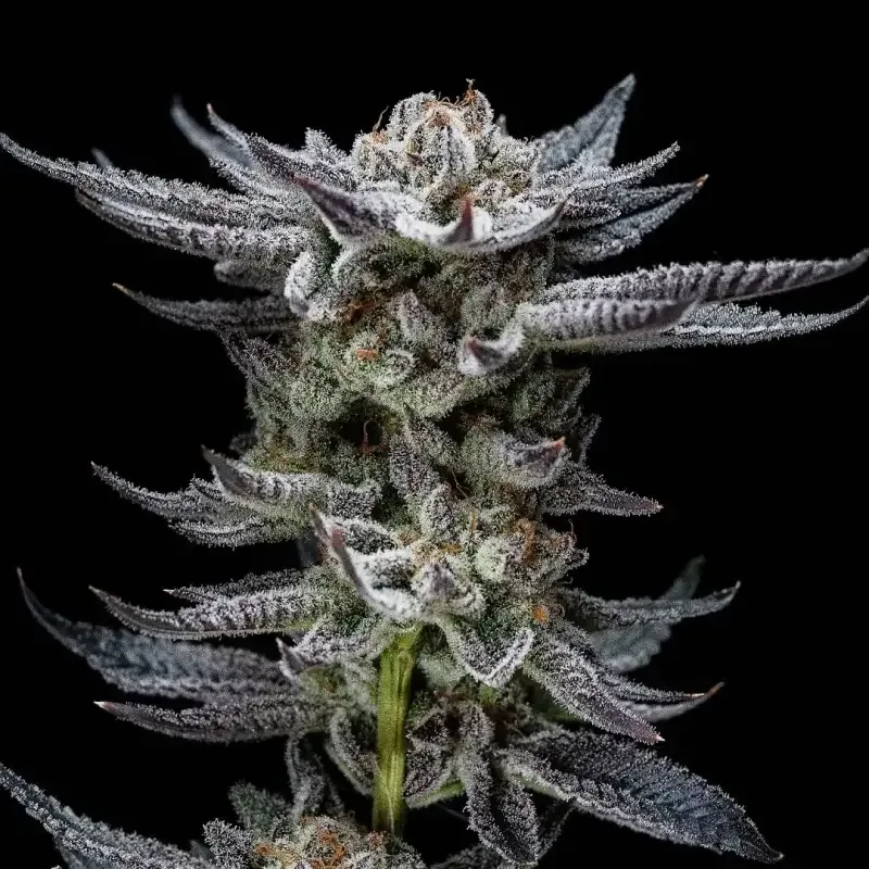 Gorilla glue auto x2 Bsf3