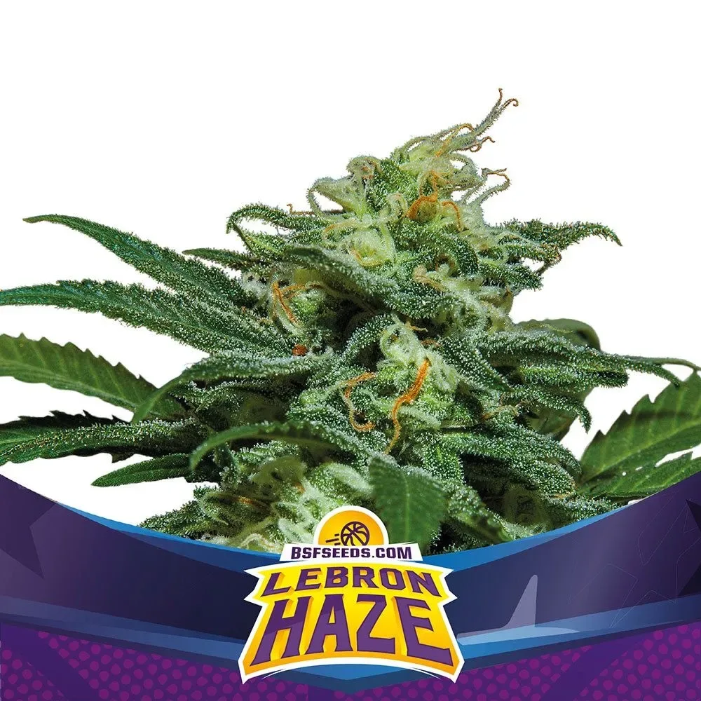 Lebron haze xxl auto x4 Bsf1