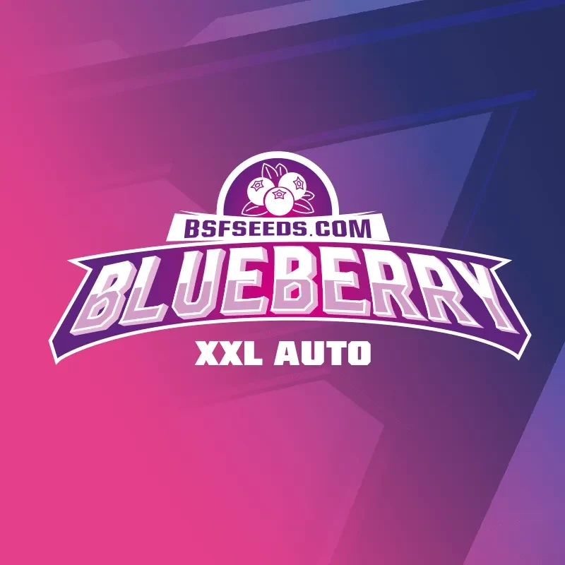 Blueberry auto x2 Bsf2