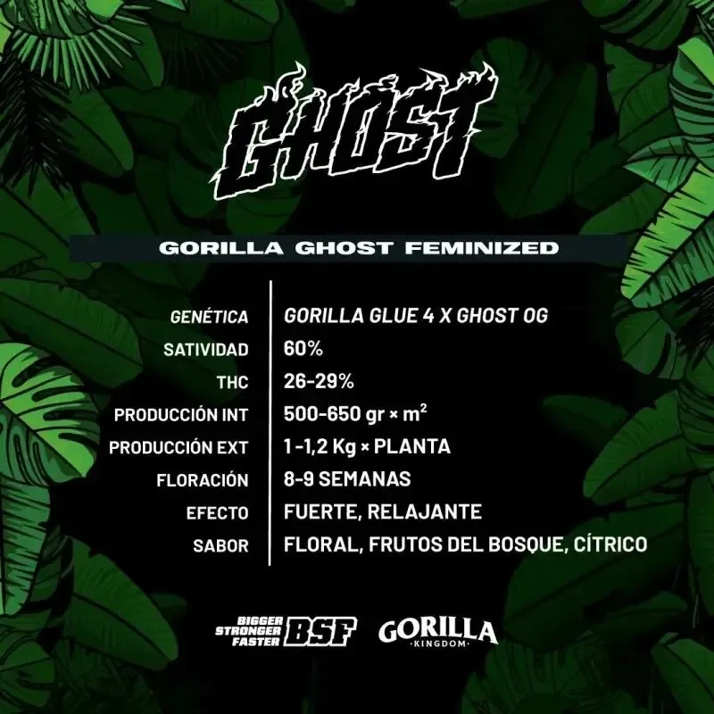 Gorilla ghost gk fem x2 Bsf1