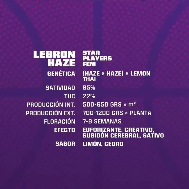 Lebron haze fem x2 Bsf1