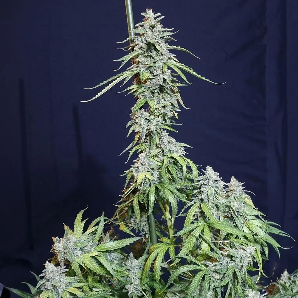 Super watermelon auto x3 Eva seeds1
