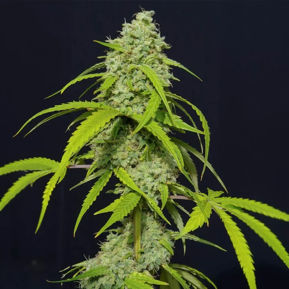 Orange kush auto x3 Eva seeds1