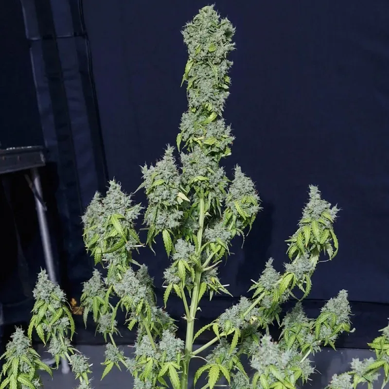 Magic tree auto x3 Eva seeds1