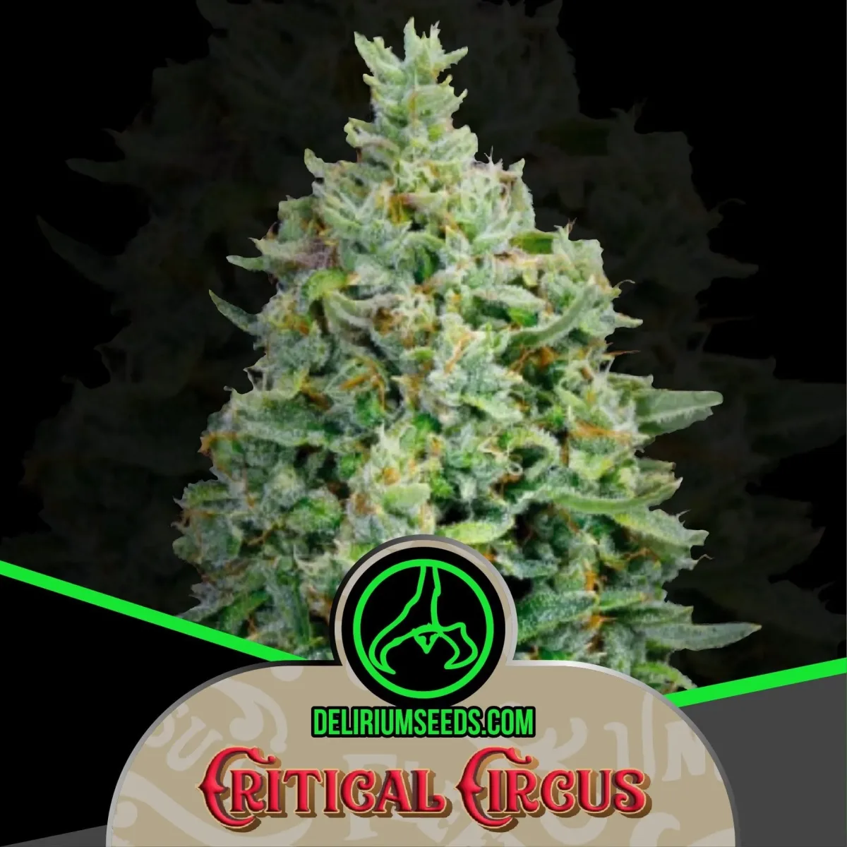 Critical circus fem x1 Delirium seeds1