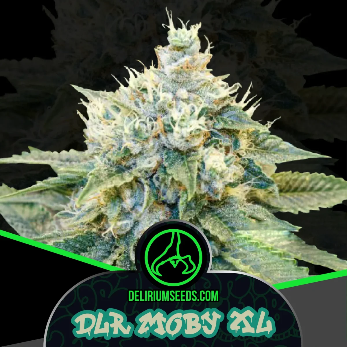 Delirium moby xl fem x2 Delirium seeds1