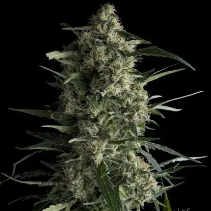 Galaxy fem x3+2 Pyramid seeds1