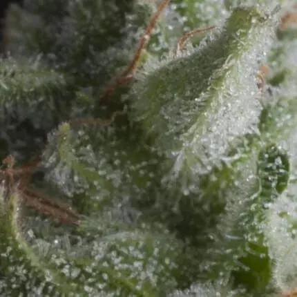 Shark fem x5+2 Pyramid seeds1