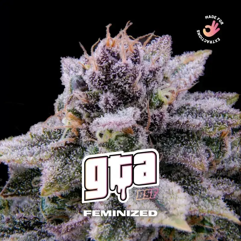 GTA fem x4 Bsf2