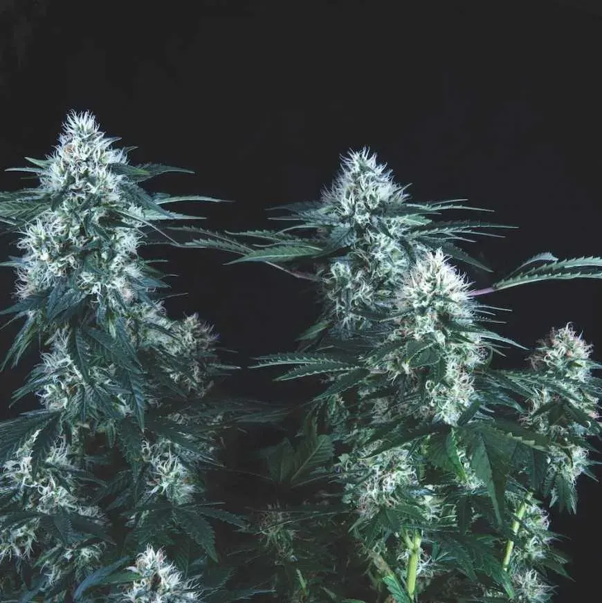 Tutankhamon fast x3+1 Pyramid seeds1