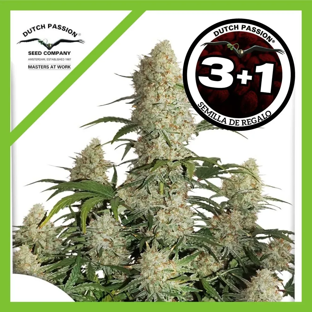 Critical orange punch auto x3+1 Dutch passion1