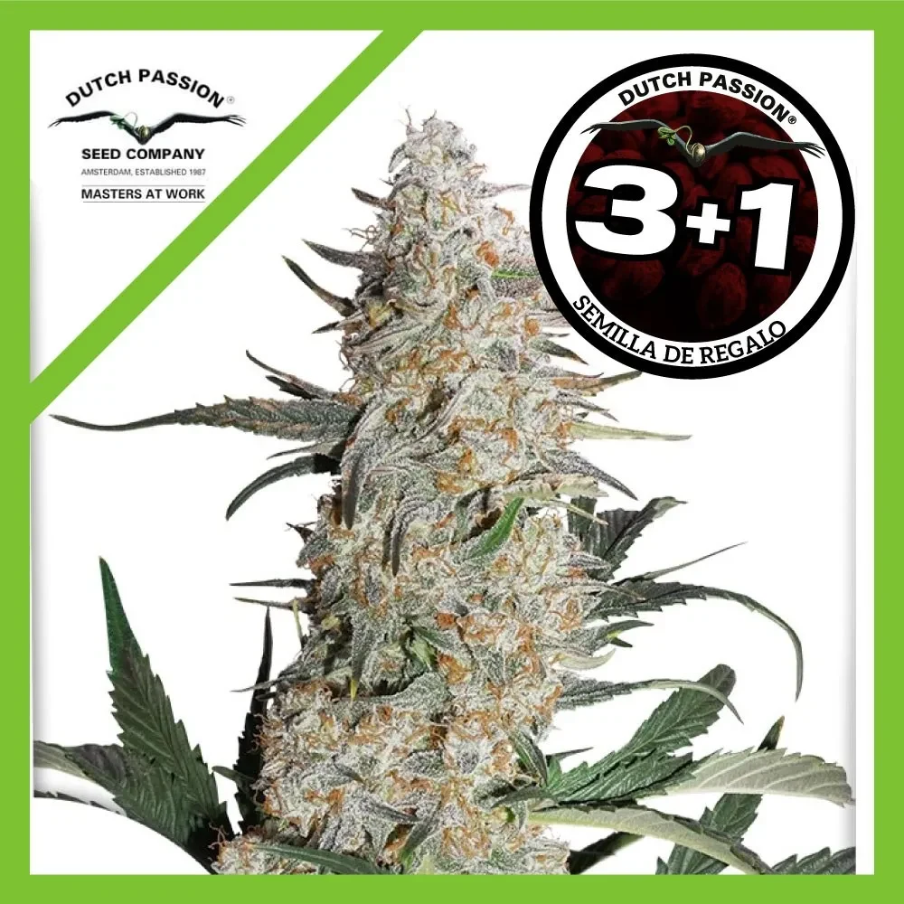 Critical orange punch fem x3+1 Dutch passion1