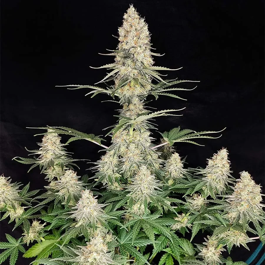 Quasar fem x3+1 Buddha seeds1