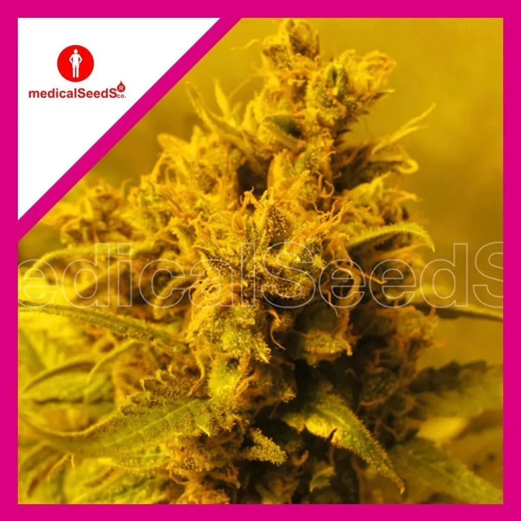 Y griega fem x3+2 Medical Seeds1