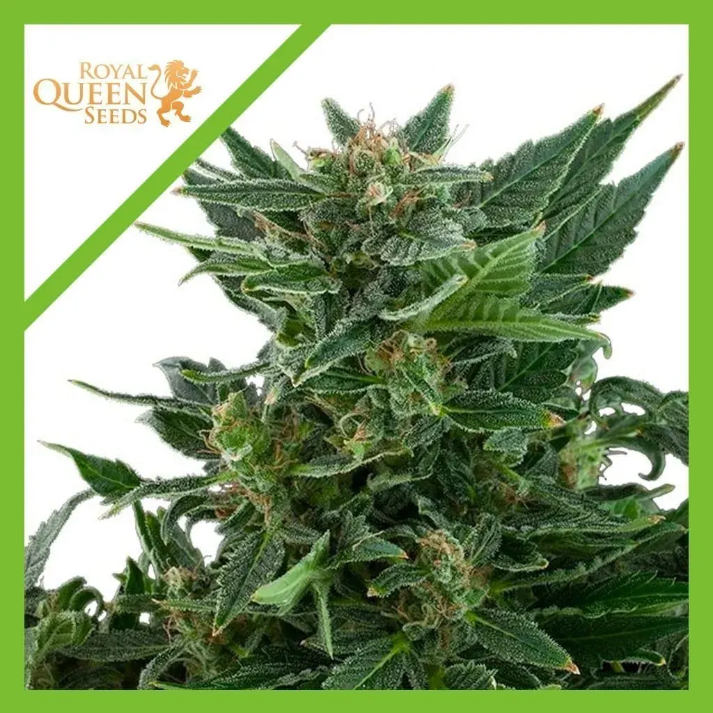Royal kush auto x3 Royal queen1