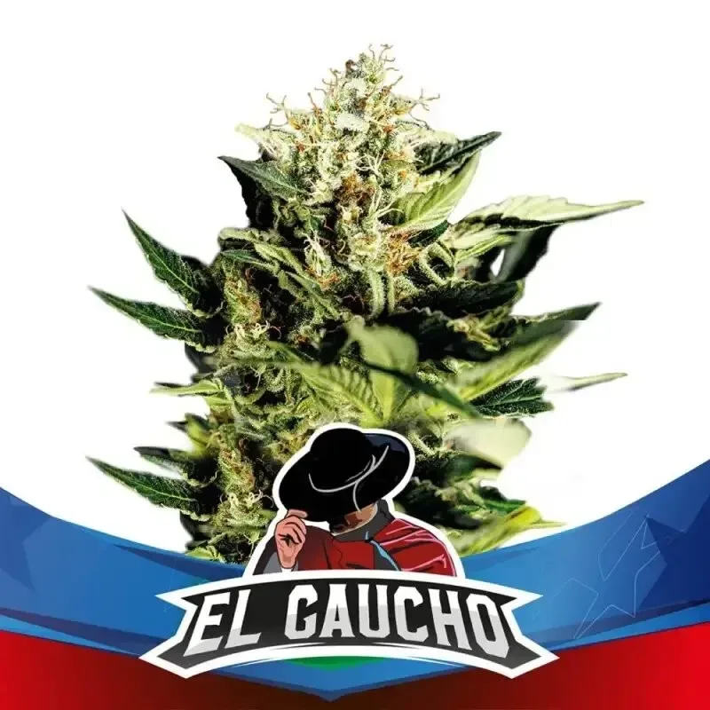 El gaucho faster sp x4 Bsf3